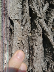 Agrilus planipennis