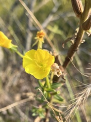 Oenothera elata