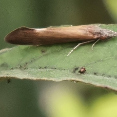 Ceraclea dissimilis