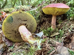 Boletus purpureorubellus