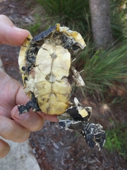 Deirochelys reticularia
