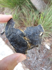 Deirochelys reticularia