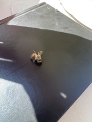 Apis mellifera