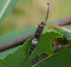 Limenitis