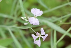 Hesperidanthus linearifolius