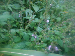 Mosla dianthera