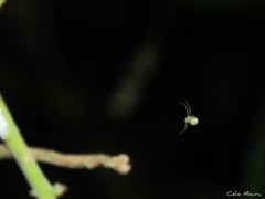 Thomisidae