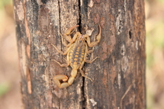 Centruroides limpidus