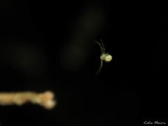 Thomisidae