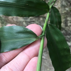 Ichnanthus pallens