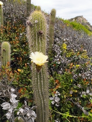 Trichocereus chiloensis litoralis
