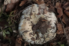 Russula delica