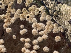 Semibalanus balanoides