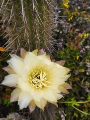Trichocereus chiloensis litoralis