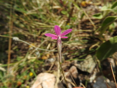 Silene ungeri