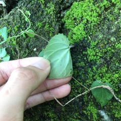 Epithema ceylanicum