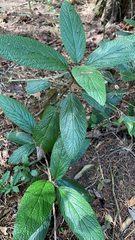 Viburnum rhytidophyllum