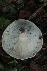 Russula delica