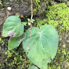Epithema ceylanicum