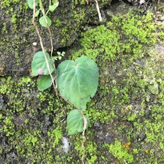 Epithema ceylanicum