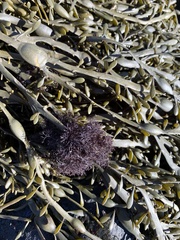 Vertebrata lanosa
