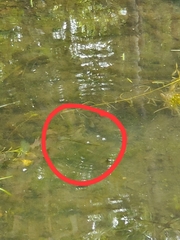 Micropterus salmoides