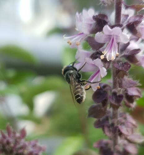 Alfalfa leafcutter bee