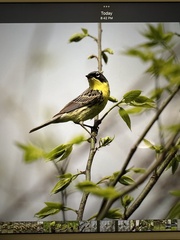 Setophaga kirtlandii