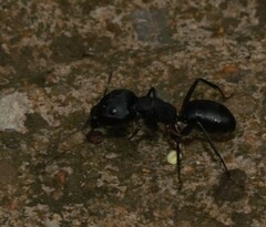 Camponotus compressus