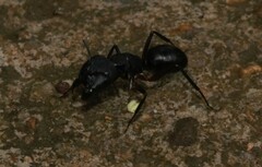 Camponotus compressus