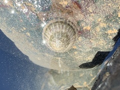 Testudinalia testudinalis