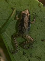 Microhyla nilphamariensis
