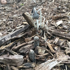 Coprinopsis lagopus