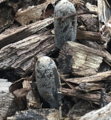Coprinopsis lagopus