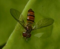 Episyrphus