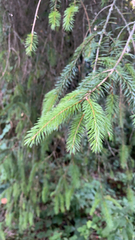 Picea sitchensis