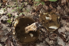 Boletus reticulatus