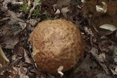 Boletus reticulatus