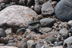 Cicindela oregona