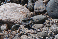 Cicindela oregona