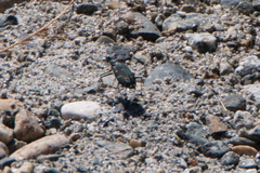 Cicindela oregona