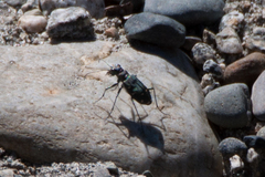 Cicindela oregona