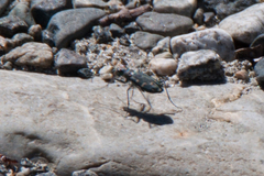 Cicindela oregona