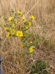 Grindelia integrifolia