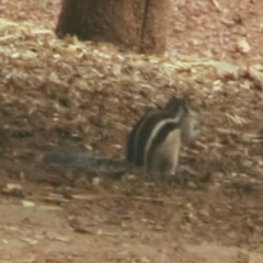 Funambulus pennantii