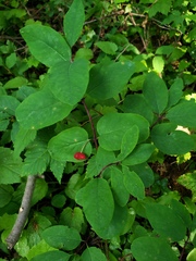 Lonicera utahensis