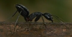 Camponotus compressus