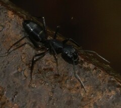 Camponotus compressus