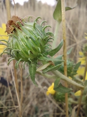Grindelia integrifolia
