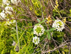 Glandularia sulphurea